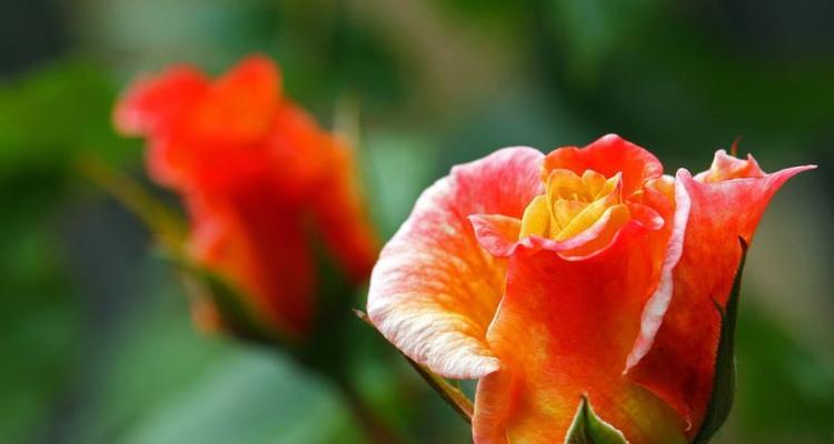 橙色蔷薇的美丽花语（探寻橙色蔷薇的代表意义与象征）