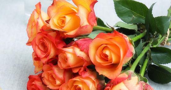 橙色蔷薇的美丽花语（探寻橙色蔷薇的代表意义与象征）