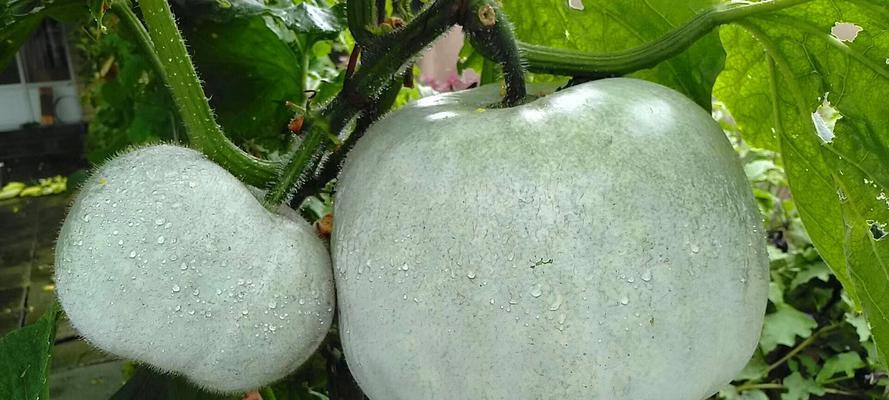 冬瓜清洗技巧有哪些?如何确保冬瓜彻底干净? 冬瓜清洗技巧有哪些?如何确保冬瓜彻底干净?