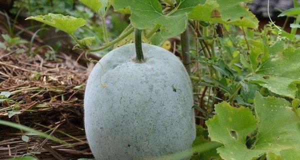 冬瓜清洗技巧有哪些?如何确保冬瓜彻底干净? 冬瓜清洗技巧有哪些?如何确保冬瓜彻底干净?