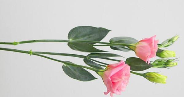 桔梗花语的深刻寓意（探秘桔梗花语的含义与象征）