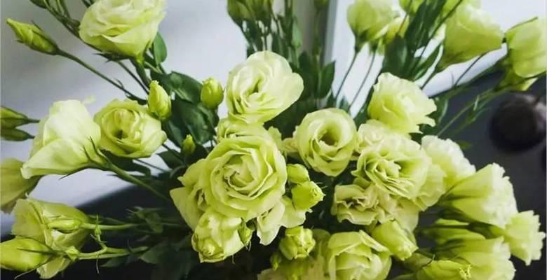 桔梗花的花期是几月？如何判断桔梗花的开花时间？