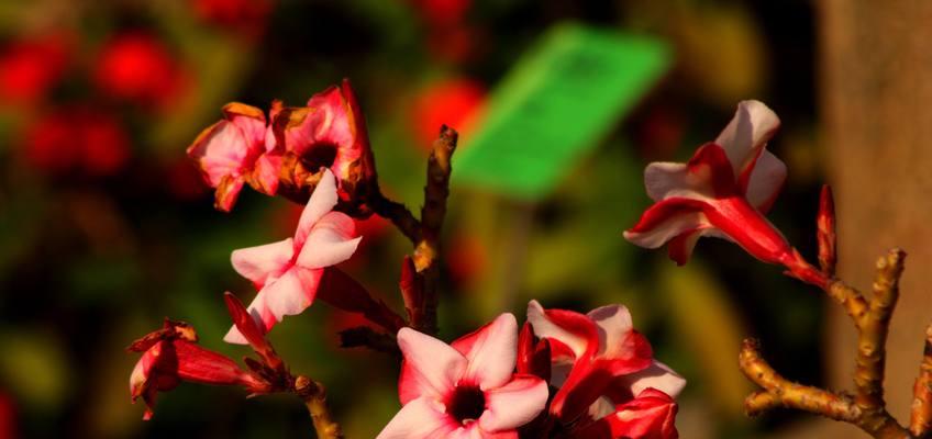 沙漠玫瑰花（沙漠玫瑰花的花语与意义）