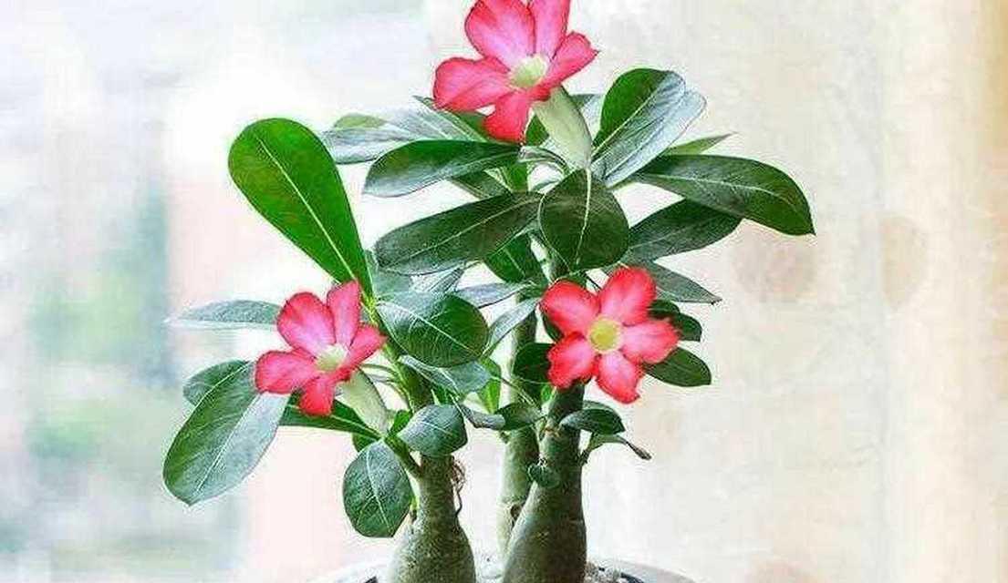 沙漠玫瑰花（沙漠玫瑰花的花语与意义）