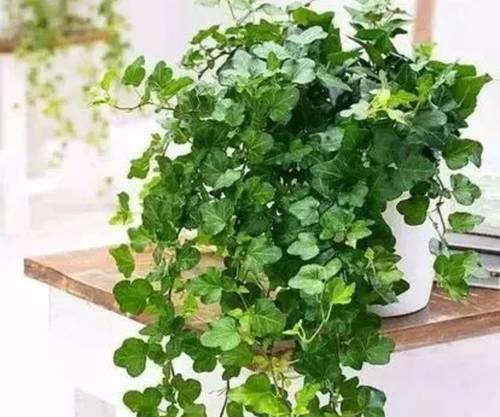 赤楠下山桩养护技巧有哪些?如何确保其健康成长? 赤楠下山桩养护技巧有哪些?如何确保其健康成长?