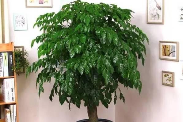 赤楠下山桩养护技巧有哪些?如何确保其健康成长? 赤楠下山桩养护技巧有哪些?如何确保其健康成长?