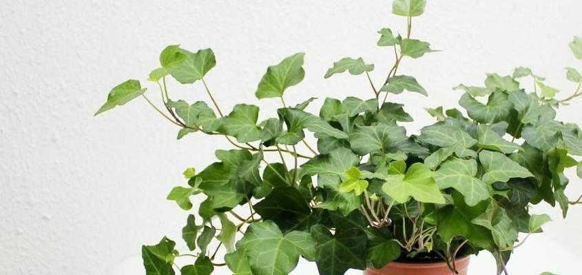 赤楠下山桩养护技巧有哪些?如何确保其健康成长? 赤楠下山桩养护技巧有哪些?如何确保其健康成长?