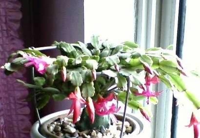 蟹爪兰不开花只长叶？揭秘原因及解决方法