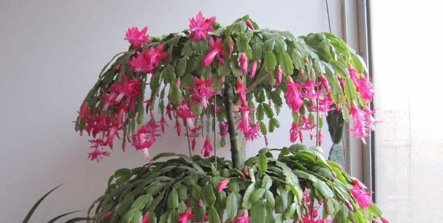 蟹爪兰不开花只长叶？揭秘原因及解决方法