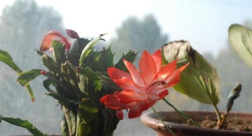 蟹爪兰不开花只长叶？揭秘原因及解决方法