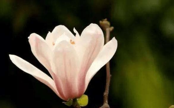 玉兰树的寓意与风水关系（揭秘玉兰树的象征意义及其在风水学中的重要地位）