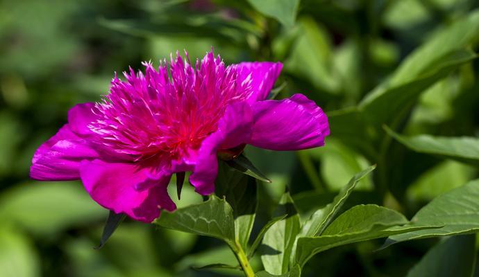 芍药属于什么植物类型？它的分类和特点是什么？