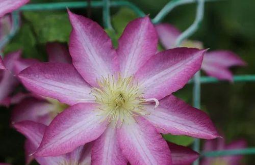 铁线莲，坚强的生命之花（铁线莲）