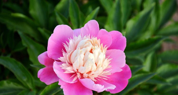 芍药属于什么植物类型？它的分类和特点是什么？