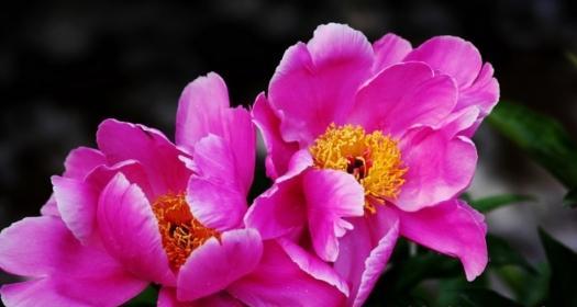 芍药属于什么植物类型？它的分类和特点是什么？