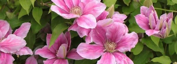 铁线莲，坚强的生命之花（铁线莲）