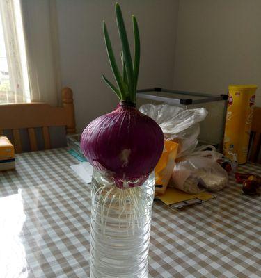 洋葱可以用水养吗？水培洋葱的正确方法是什么？