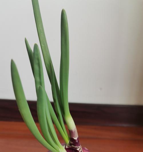 洋葱可以用水养吗？水培洋葱的正确方法是什么？