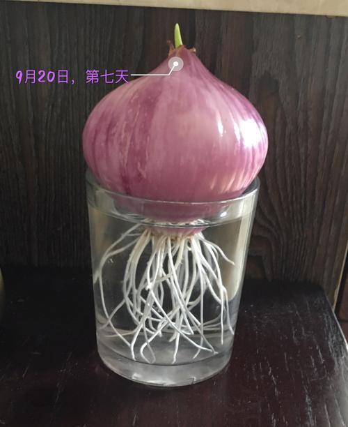 洋葱可以用水养吗？水培洋葱的正确方法是什么？