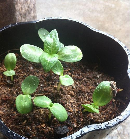 仙人球种子播种方法是什么？如何正确进行播种？