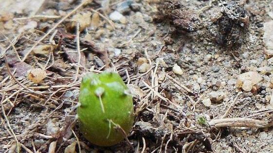 仙人球种子播种方法是什么？如何正确进行播种？