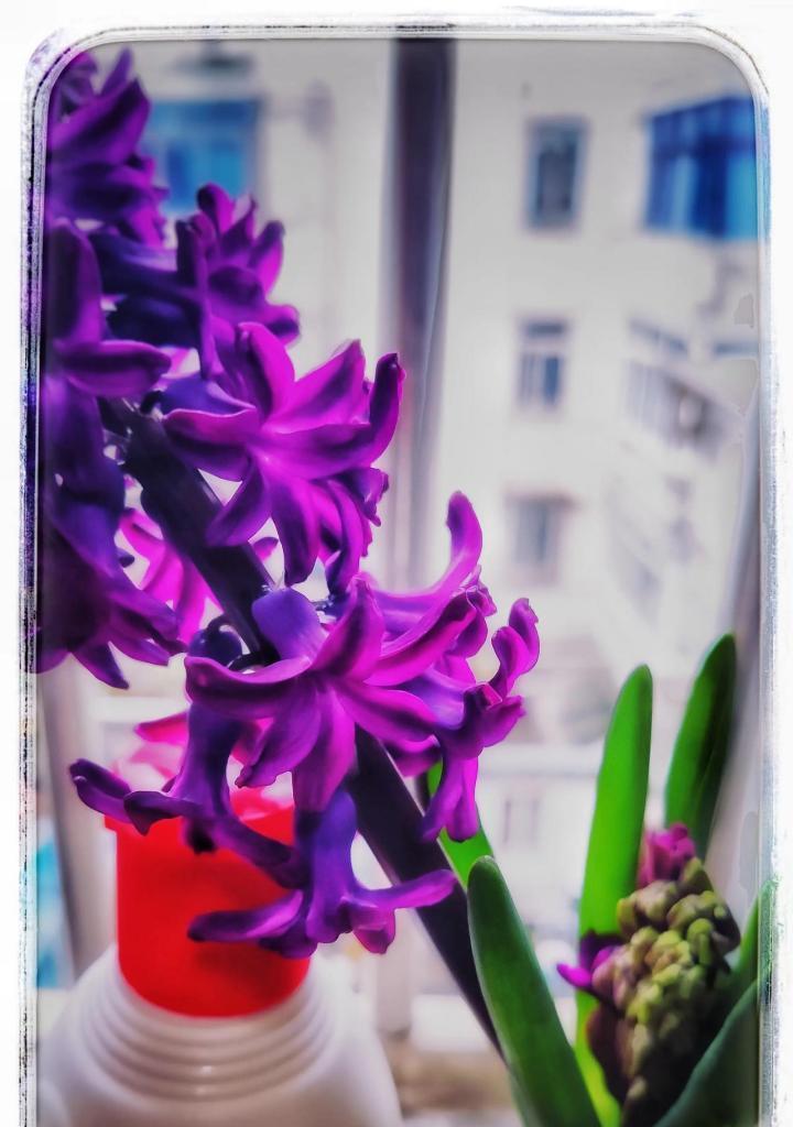 紫色风信子的象征意义与寓意（探索紫色风信子背后的神秘力量）