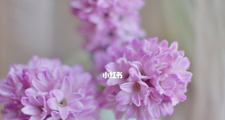 紫色风信子的象征意义与寓意（探索紫色风信子背后的神秘力量）