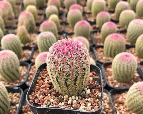 仙人球种子播种方法是什么？如何正确进行播种？