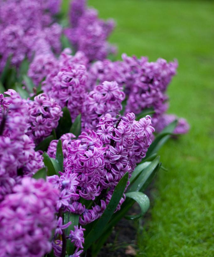 紫色风信子的象征意义与寓意（探索紫色风信子背后的神秘力量）