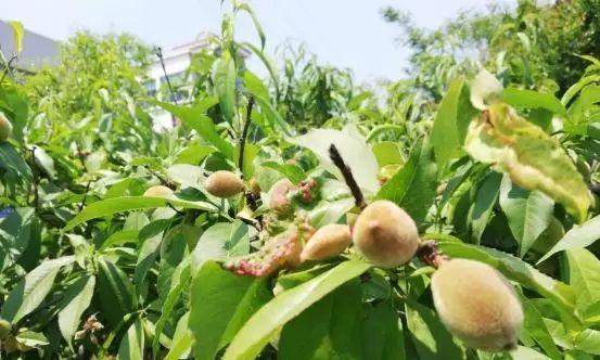 桃树能活多少年？如何延长桃树的寿命？