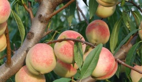 桃树能活多少年？如何延长桃树的寿命？