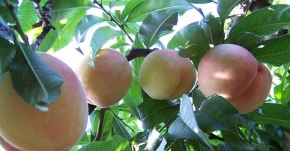 桃树能活多少年？如何延长桃树的寿命？