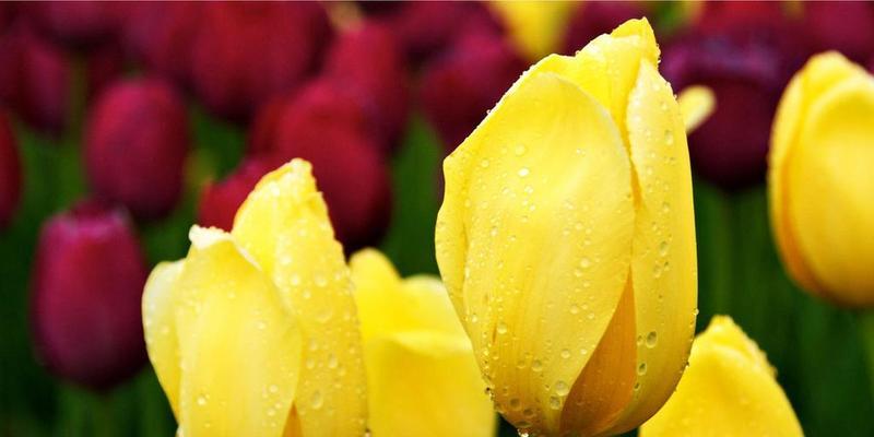 粉色郁金香花语与寓意（粉色郁金香花语解析及相关文化内涵）