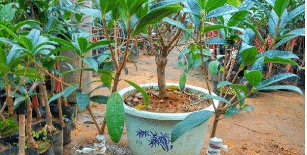 桂花树可以嫁接吗？嫁接方法和注意事项是什么？