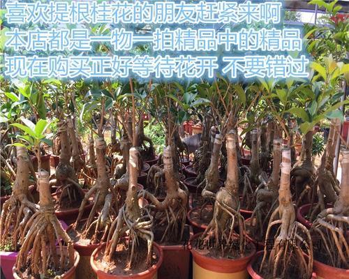 桂花树可以嫁接吗？嫁接方法和注意事项是什么？