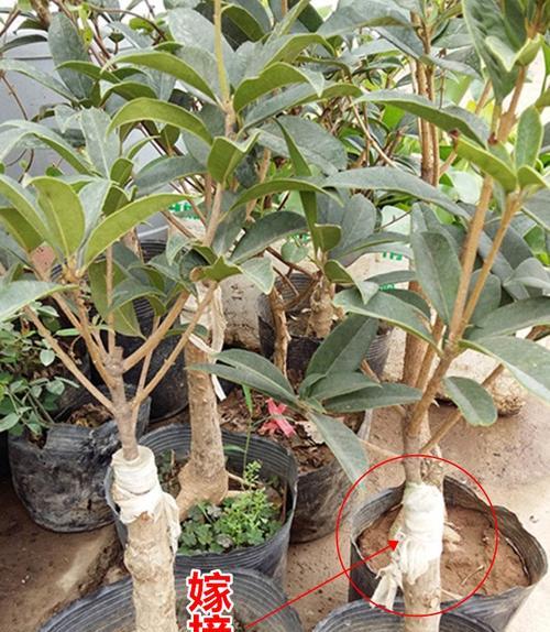 桂花树可以嫁接吗？嫁接方法和注意事项是什么？