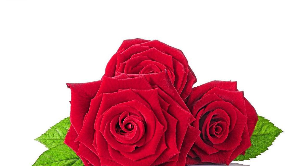 三朵红玫瑰的象征意义（深入解读红玫瑰的三重含义）