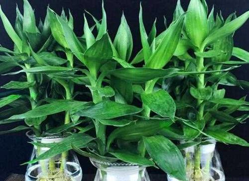 富贵竹繁殖方法有哪些？最佳繁殖时间和步骤是什么？