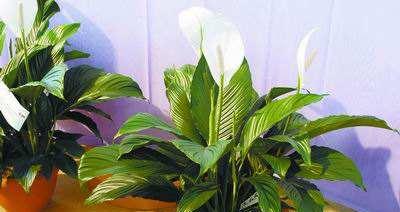 白掌风水寓意及摆放位置（白掌的福运和吉祥寓意）