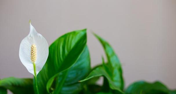 白掌风水寓意及摆放位置（白掌的福运和吉祥寓意）