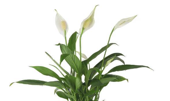 白掌风水寓意及摆放位置（白掌的福运和吉祥寓意）