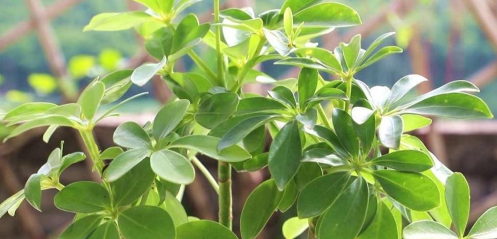 鸭掌木冬天剪枝的正确方法和注意事项是什么？