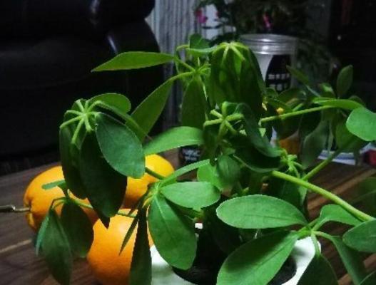 鸭掌木冬天剪枝的正确方法和注意事项是什么？