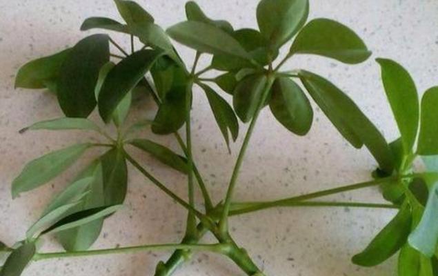 鸭掌木冬天剪枝的正确方法和注意事项是什么？