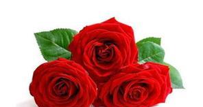 33朵玫瑰的花语之美（解读33朵玫瑰所代表的深情表达）