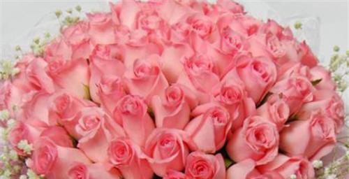 33朵玫瑰的花语之美（解读33朵玫瑰所代表的深情表达）