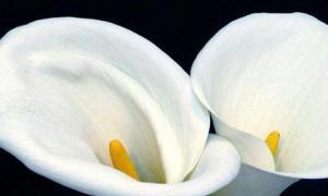 马蹄莲（探寻马蹄莲的象征意义与美丽之处）