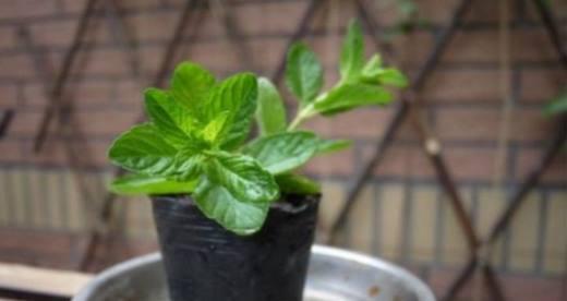 薄荷盆栽浇水方法是什么？多久浇一次水合适？