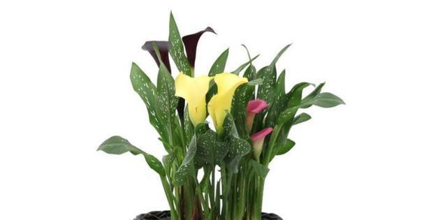 马蹄莲（探寻马蹄莲的象征意义与美丽之处）