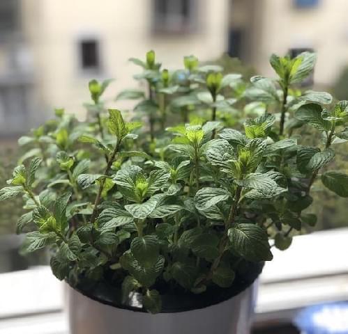 薄荷盆栽浇水方法是什么？多久浇一次水合适？